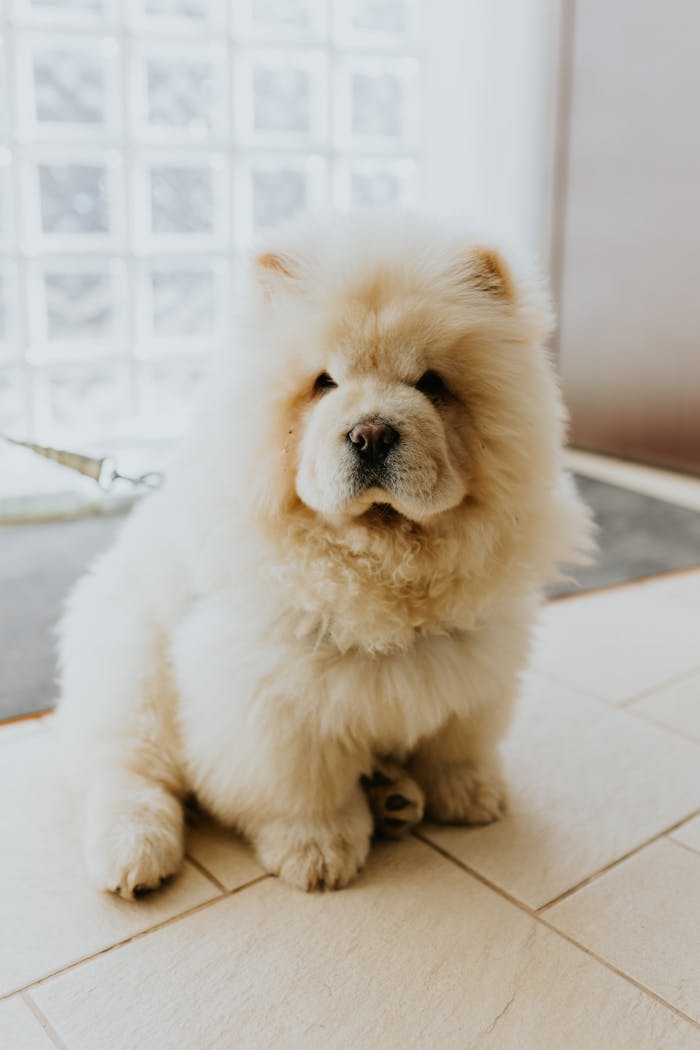 core-values Cute fluffy chow chow puppy sitting indoors with soft lighting.