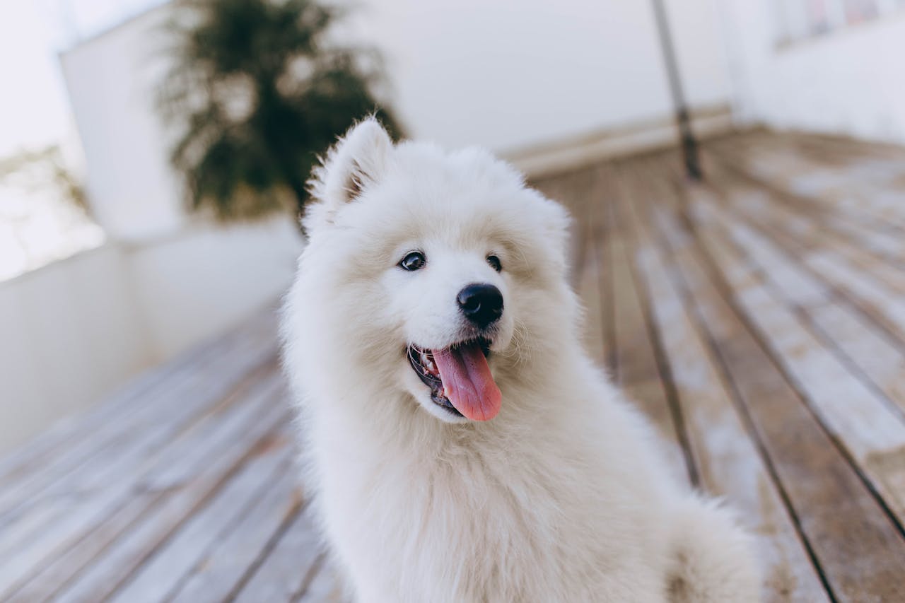The Art of Drawing Readers In: Your attractive post title goes here Cute Samoyed dog with fluffy white fur sitting on a wooden floor, tongue out and looking away.