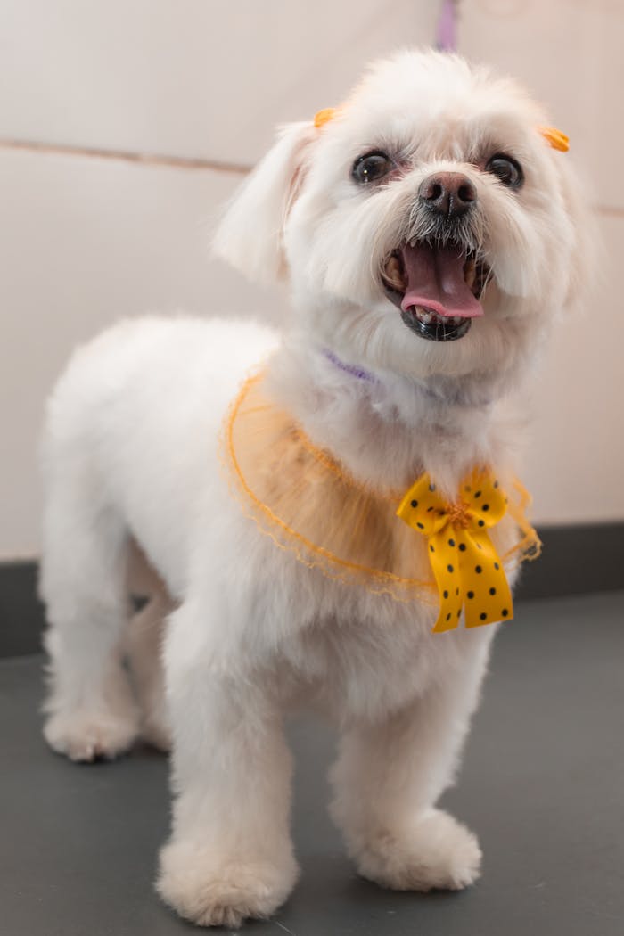our-mission Adorable Bichon Frise puppy smiling indoors, wearing a yellow bow.