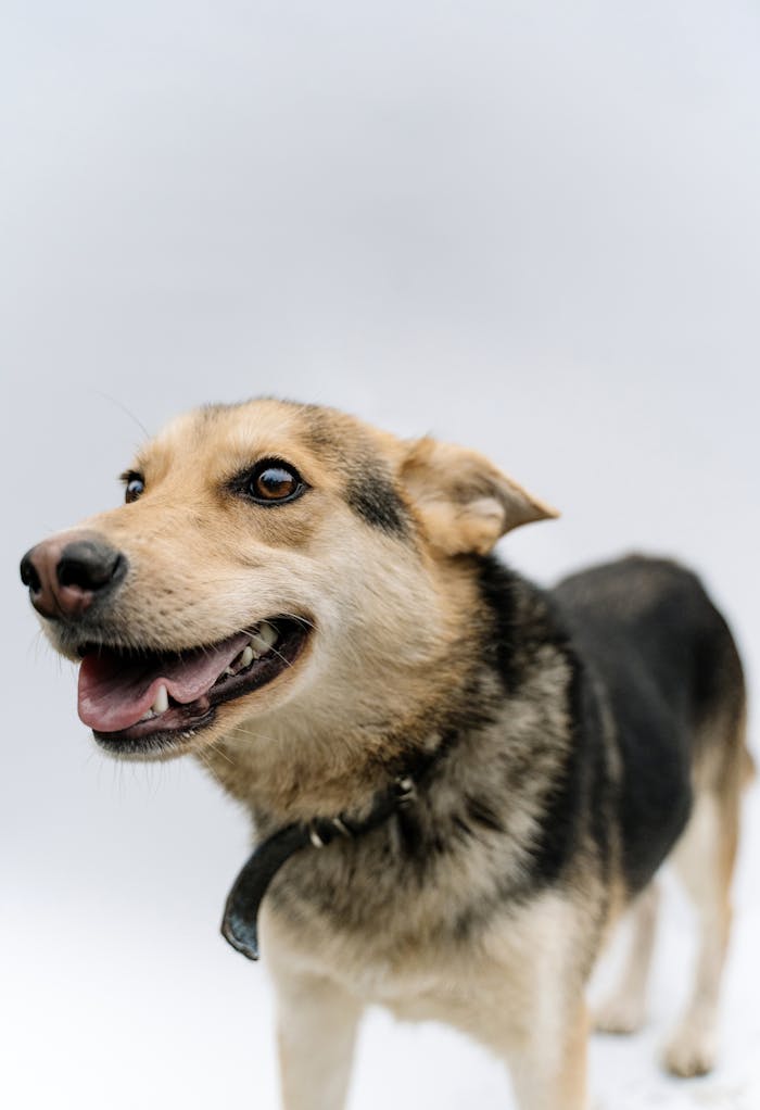 Mastering the First Impression: Your intriguing post title goes here Close-up of a smiling German Shepherd dog against a white backdrop, showcasing pet joy and playfulness.