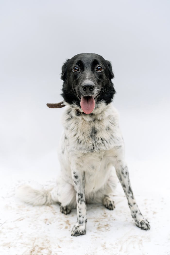 Crafting Captivating Headlines: Your awesome post title goes here Charming black and white dog sitting with tongue out against a white background, ideal for pet-friendly content.